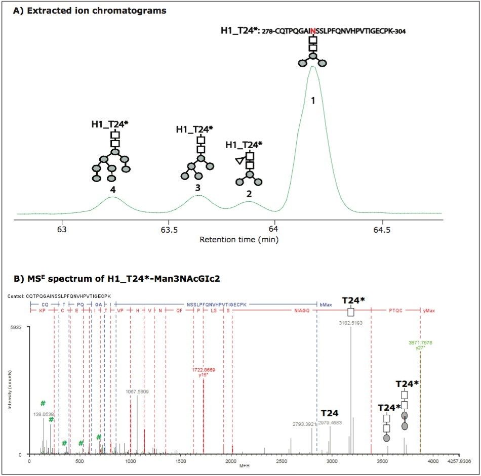Separation and characterization of glycoforms of glycopeptide T24* in HA protein H1.