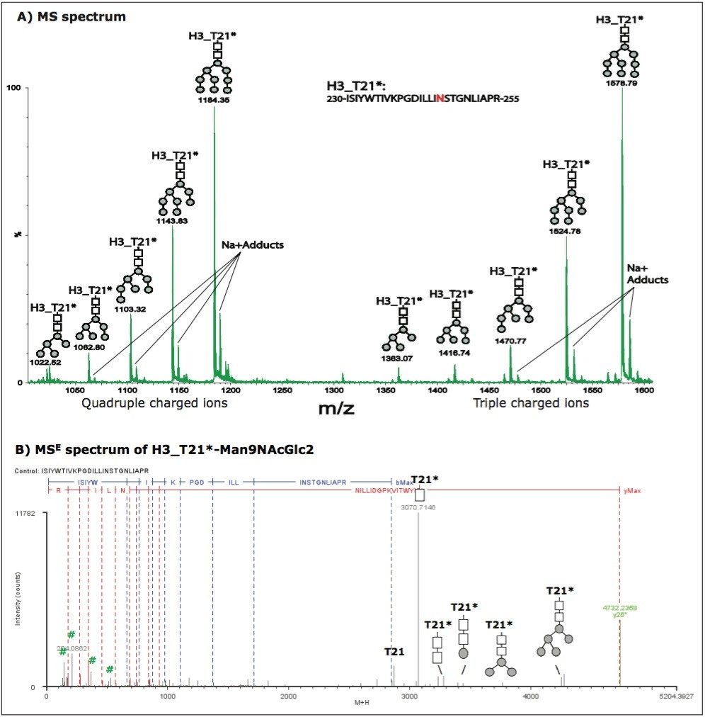 Characterization of glycoforms of glycopeptide T21* in HA protein H3.