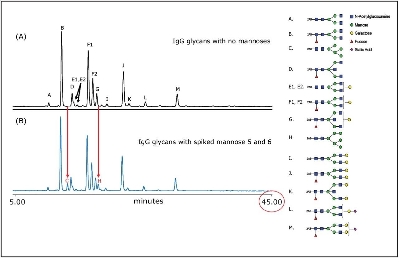 (A) 2-AB labeled glycans released from Human IgG, (B). The same IgG glycans with spiked mannose 5 and mannose 6.