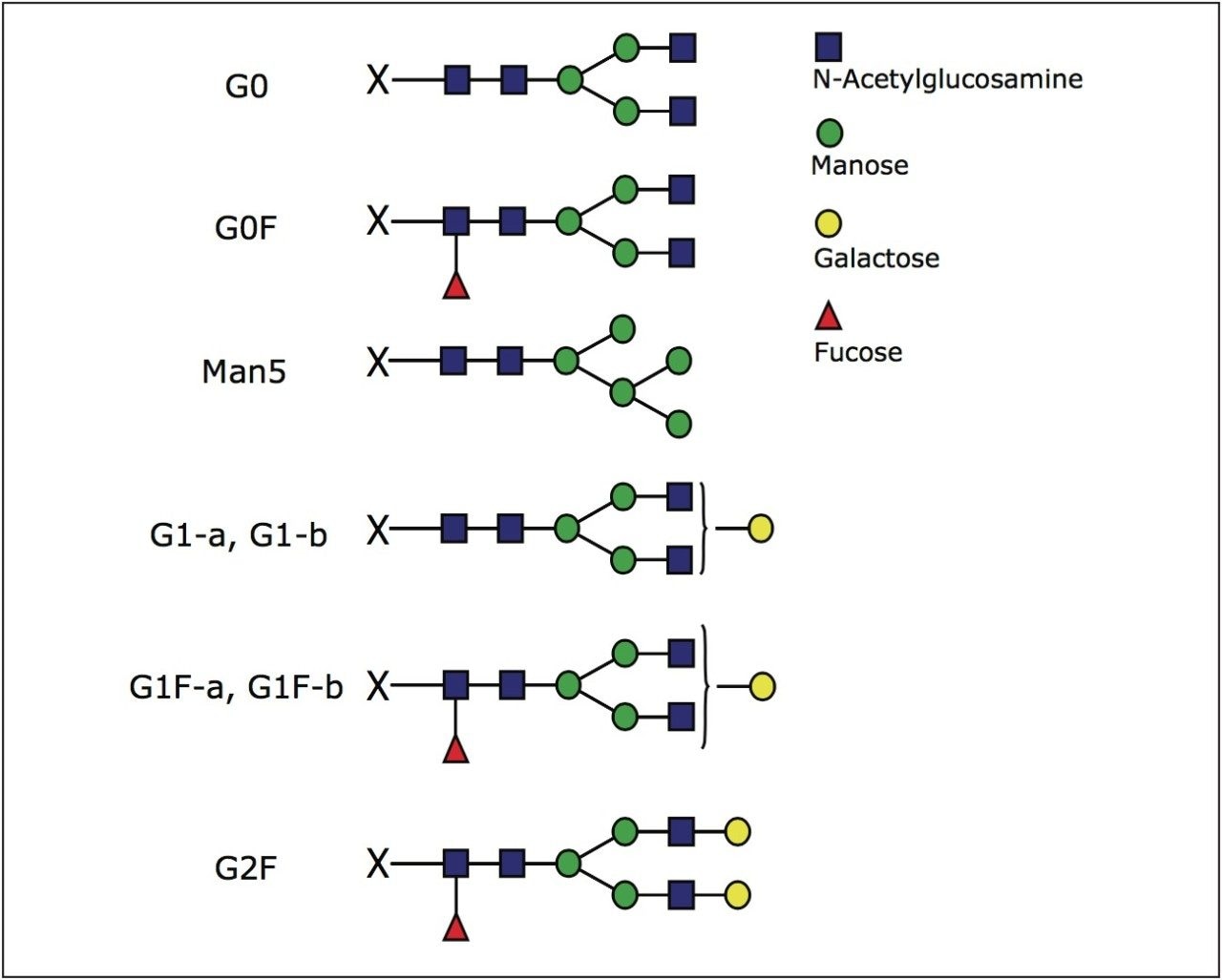 Structures of glycans identified in this study.