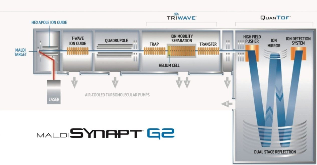 Schematic of the MALDI SYNAPT G2 HDMS System