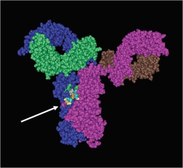 A crystal structure of Trastuzumab