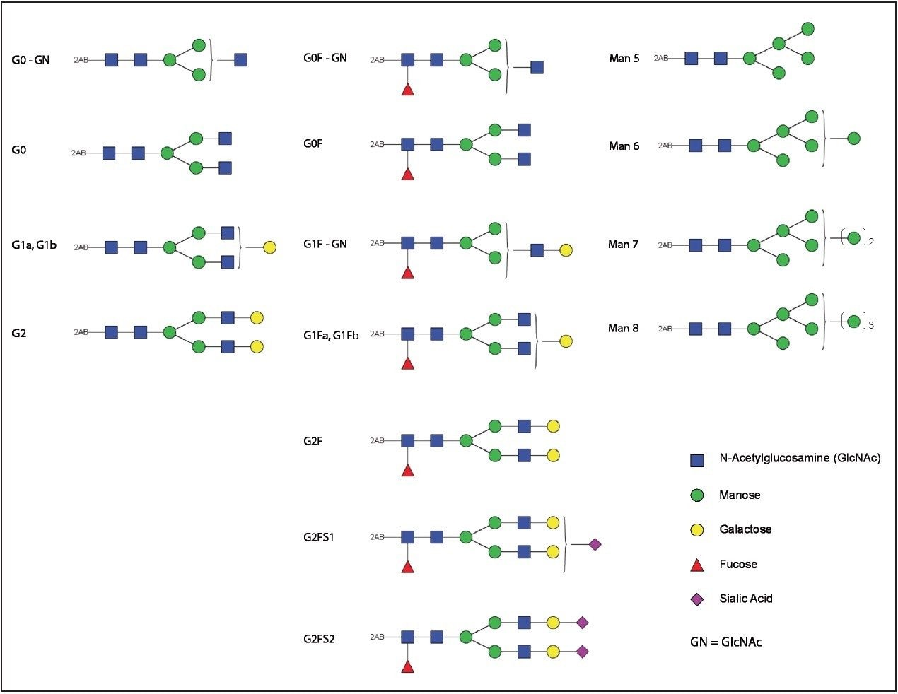 Proposed structures for the 2-AB labeled Trastuzumab glycans