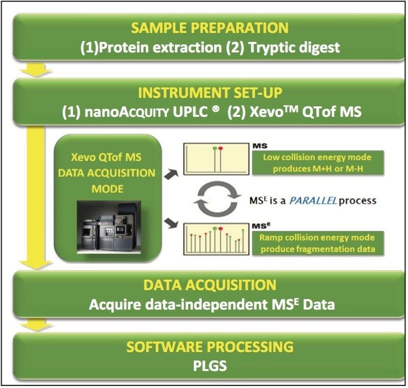 Experimental workflow for allergenic protein analysis in foodstuffs