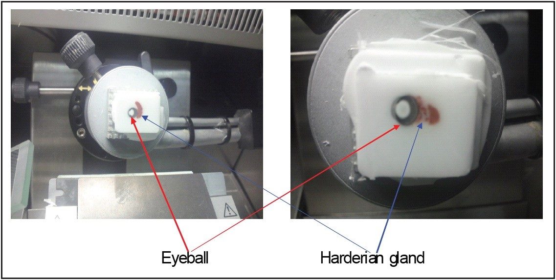 Photography of an eyeball and harderian gland on microtome stage