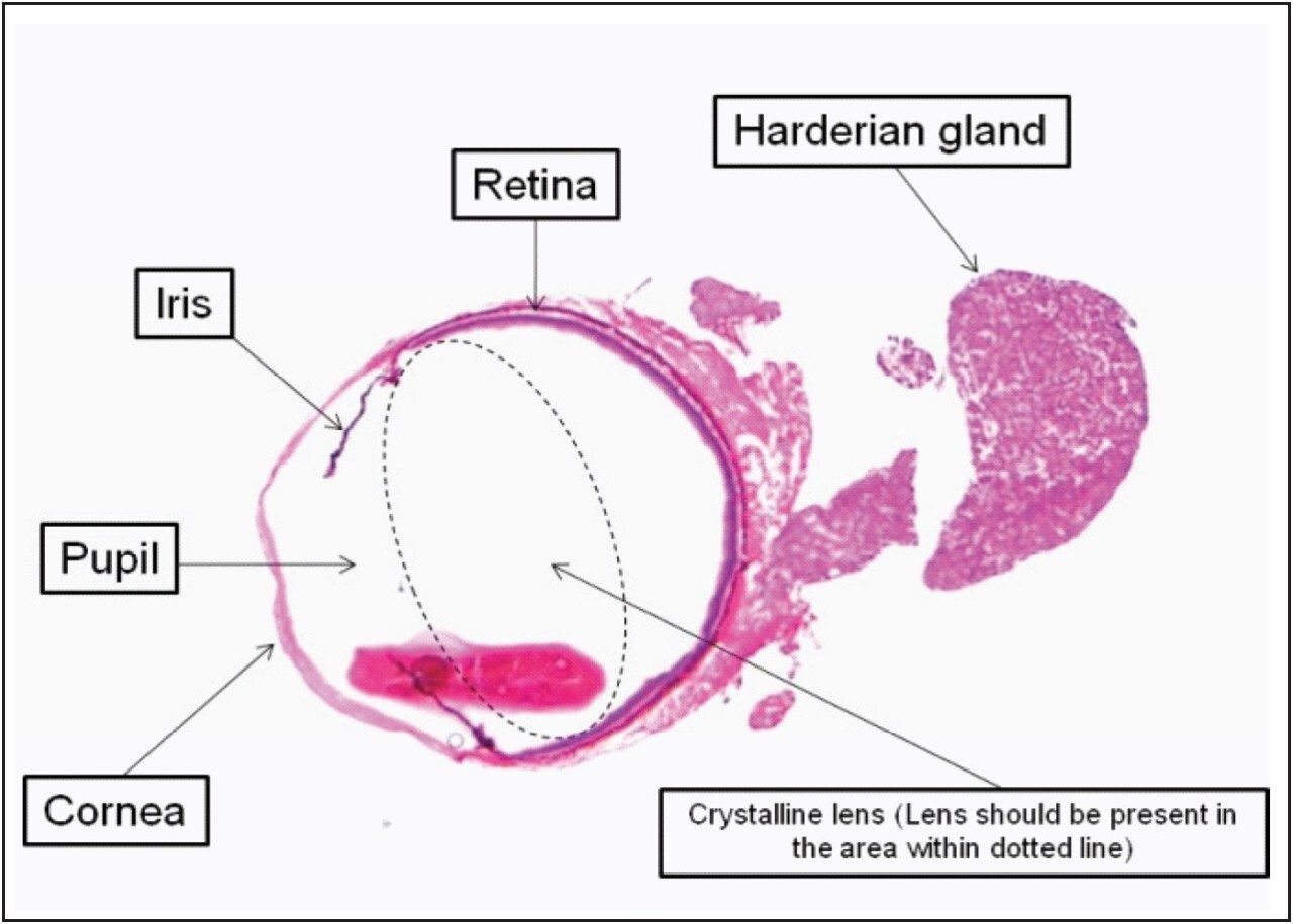 Photomicrography of rat eyeball and harderian gland cross section
