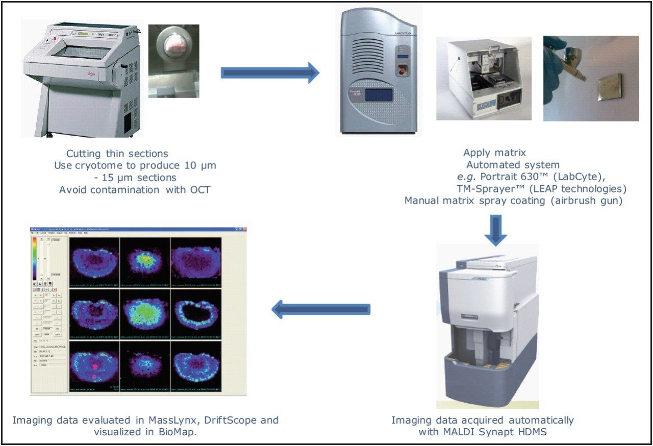 MALDI SYNAPT HDMS-High Definition Mass Spectrometry workflow
