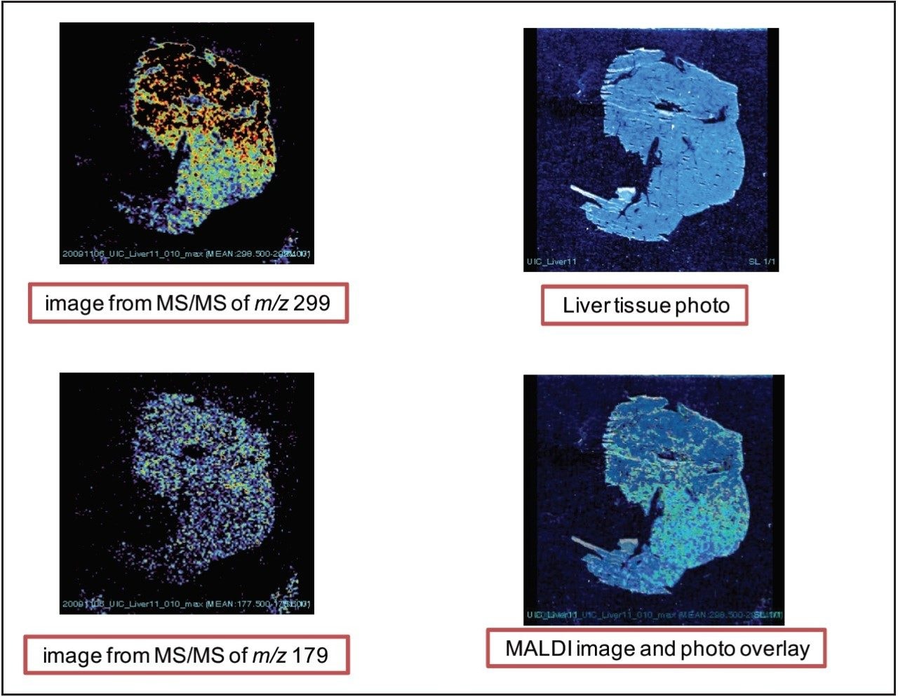 MALDI image of xanthohumol aglycone in rat liver