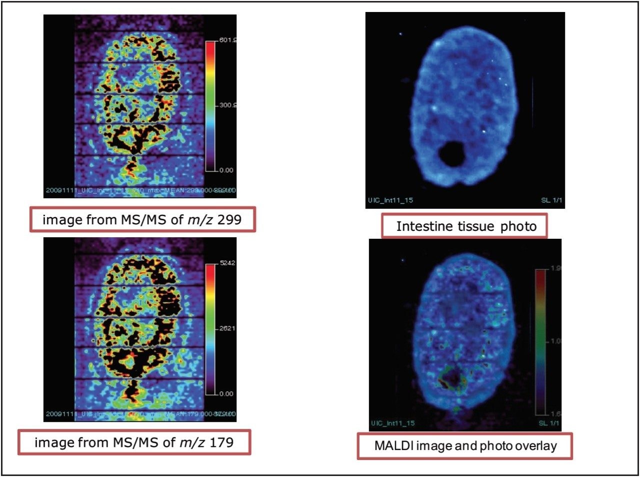 MALDI images of xanthohumol aglycone in rat intestine