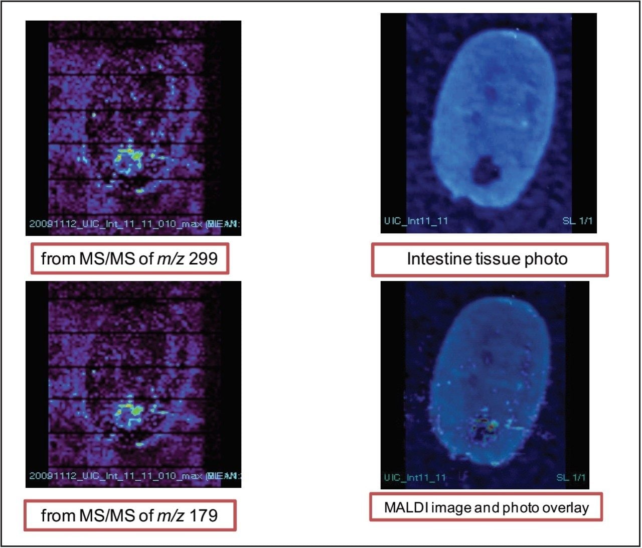 MALDI images of xanthohumol glucuronide metabolite in rat intestine