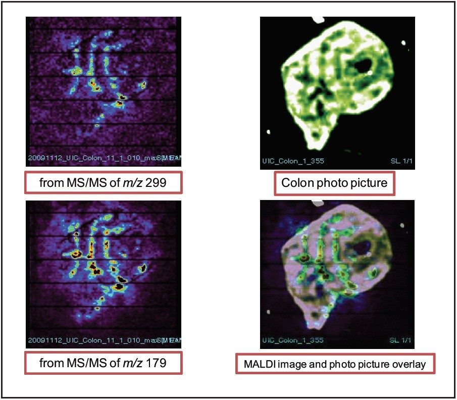 MALDI images of xanthohumol glucuronide metabolite in rat colon