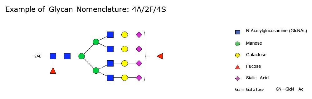 Example of Glycan Nomenclature: 4A/2F/4S