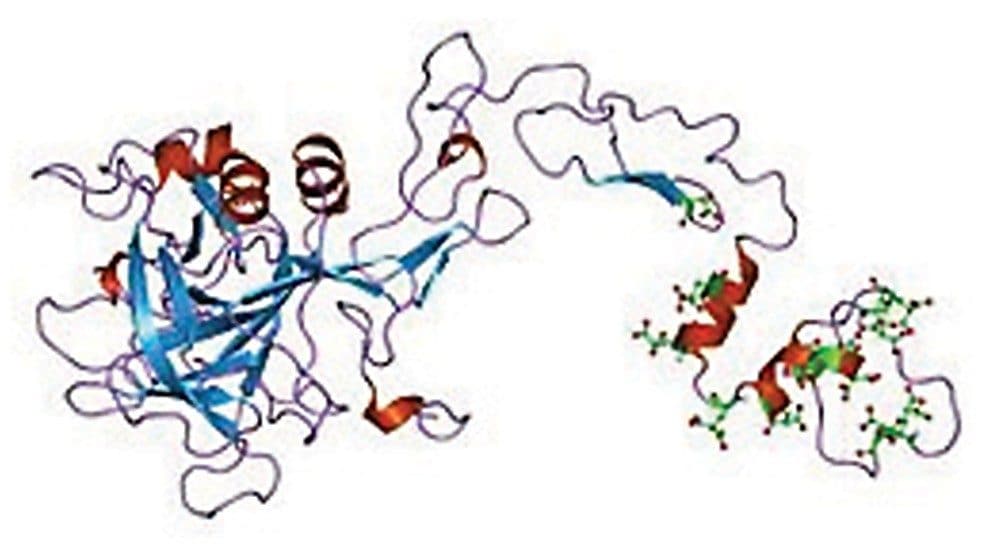 Coagulation factor IX structure