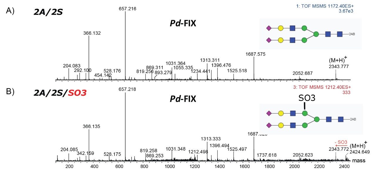 MS/MS fragmentation of sulfated glycans 