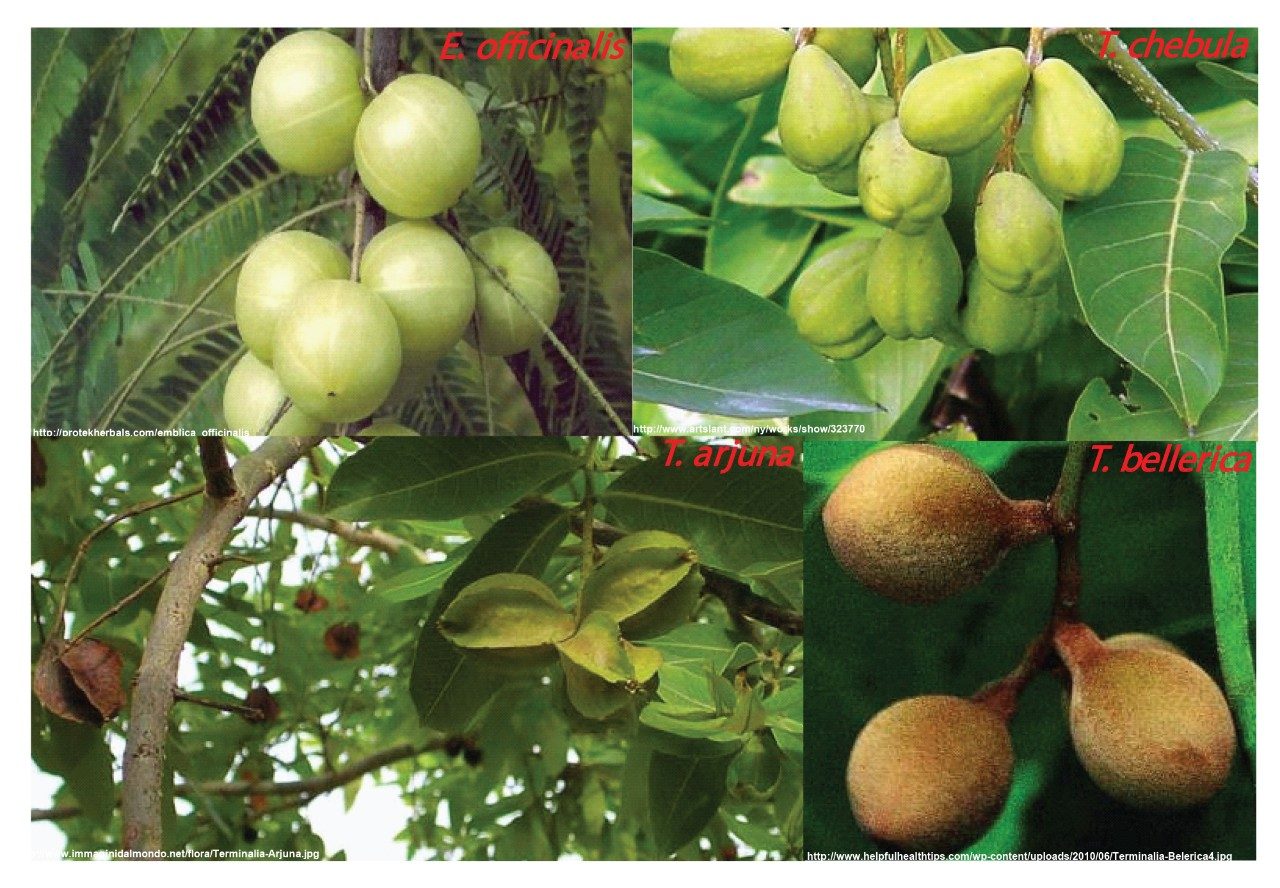 E. officinalis and Terminalia species