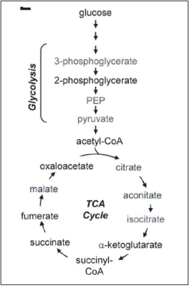  Glycolysis and TCA Cycle