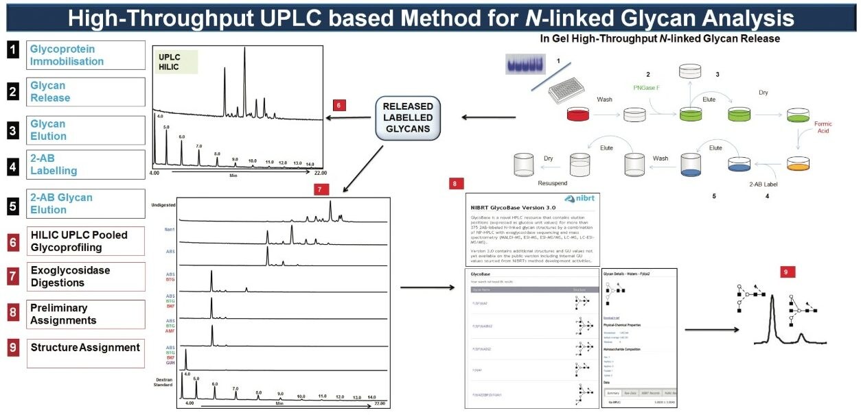 High-throughput UPLC-based method for N-linked glycan analysis.