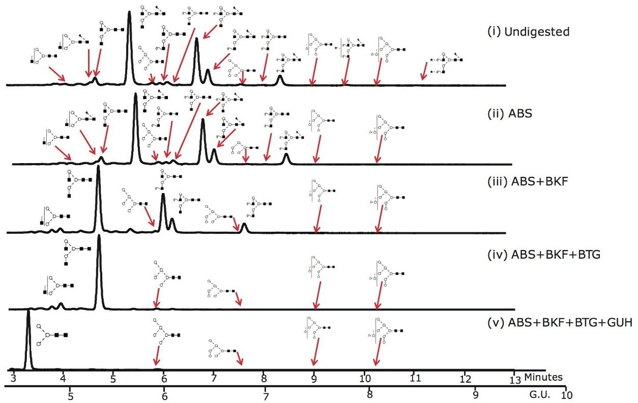 UHPLC analysis of the pool of glycans released from Herceptin (Trastuzumab) monoclonal antibody and the exoglycosidase array digestions that provide monosaccharide sequence and linkage information. 10 ug of Herceptin was used for the initial release by PNGaseF and intact pool represents approximately 2% of the total released N-glycan pool.  (i) Intact N-glycan pool released by PNGase F; (ii) ABS, Arthrobacter ureafaciens alpha-sialidase (1 U/mL) digestion. ABS releases α2-3 /6/8 sialic acids; (iii) ABS + BKF, bovine kidney alpha-fucosidase (BFK) (1 U/mL) array digestion. BKF releases α1-6/2 fucose (iv) ABS +BKF+ BTG, bovine testes beta-galactosidase (BTG) (1 U/mL) array digestion. BTG releases galactose  β1-3>1-4 linkages and (v) ABS+BKF+BTG+N-acetylglucosaminidase (GUH) (4 U/mL) array digestion.