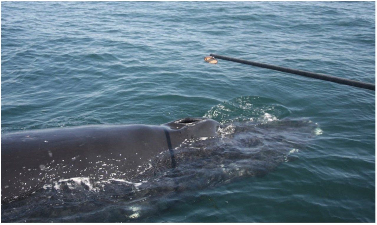 Collection of whale blow samples that were then analyzed using ACQUITY UPLC and Xevo TQ-S