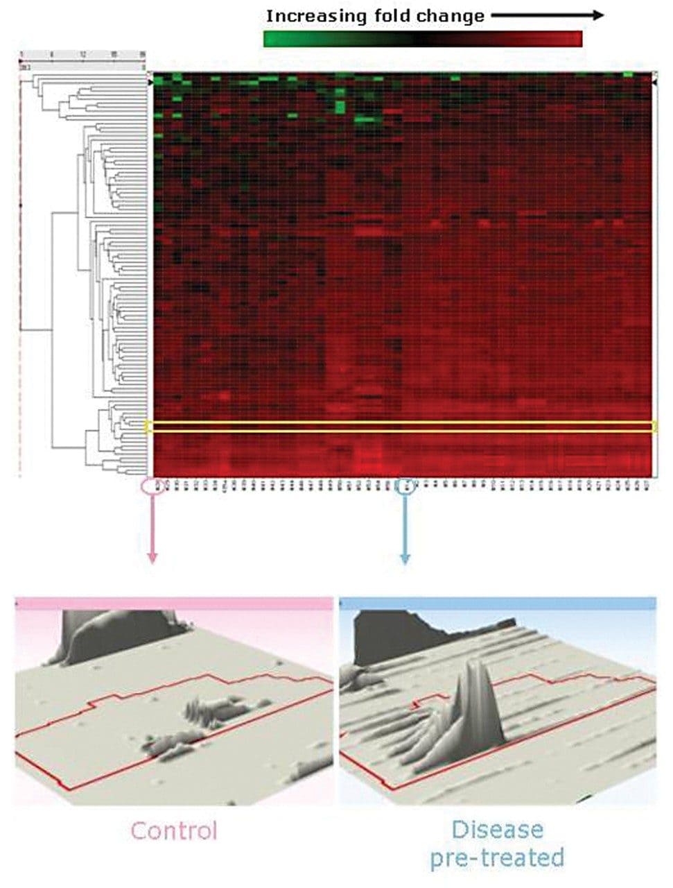 Hierarchal cluster analysis regulated proteins with a minimum of three identified peptides and a fold change greater than two.