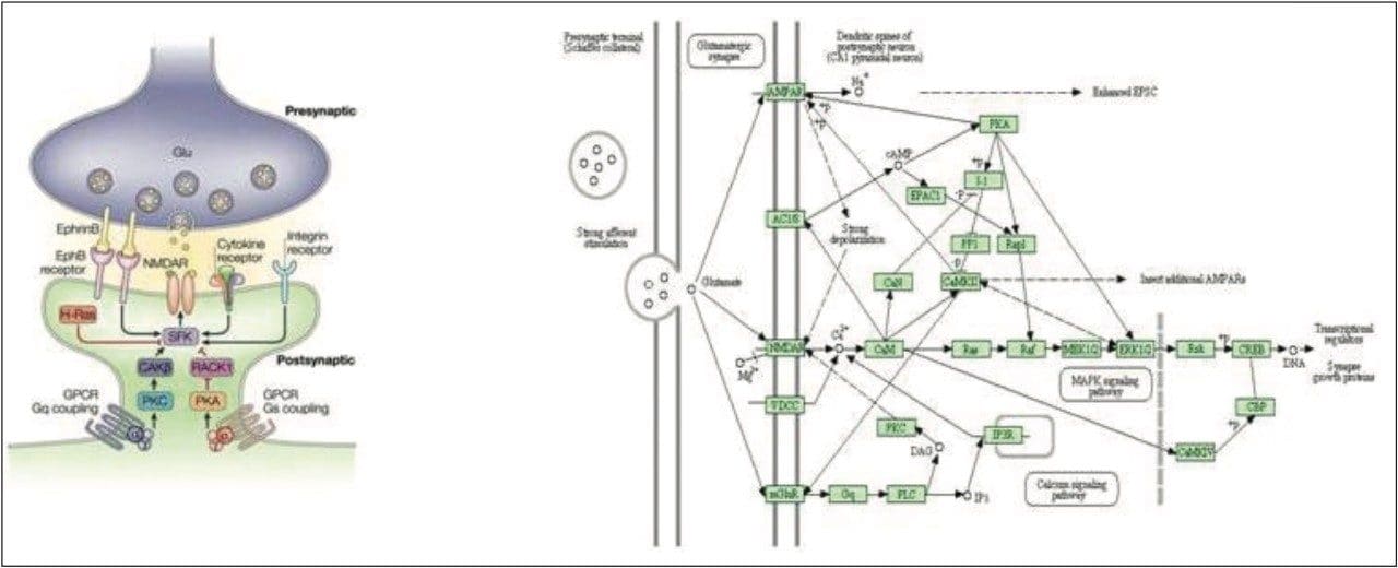 Neuronal system pathway.