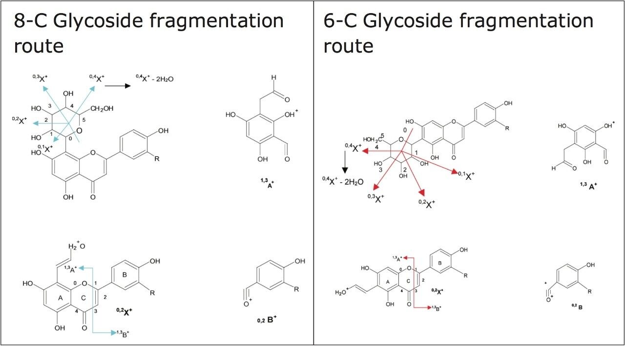 Fragmentation routes for 6-C and 8-C glycosides