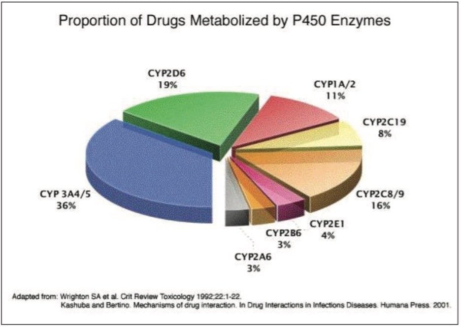 CYPs are the major enzymes involved in drug metabolism, accounting for about 75% of the total metabolism. 