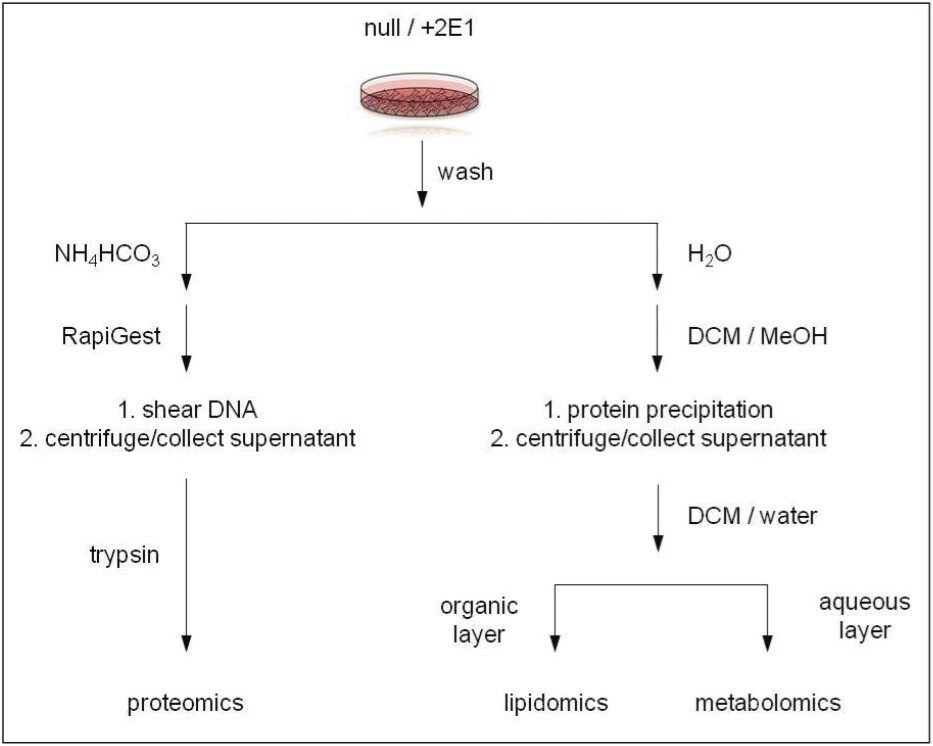 Sample preparation protocol.