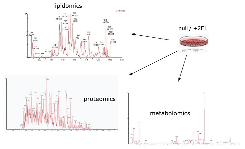 Chromatographic example profiles THLE+2E1 cells.