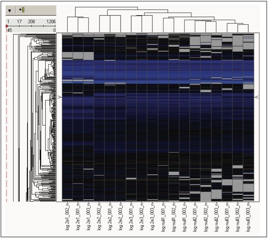 Unsupervised hierarchical clustering protein data using TransOmics Informatics Software normalized, log-scaled estimated protein amounts as input values.