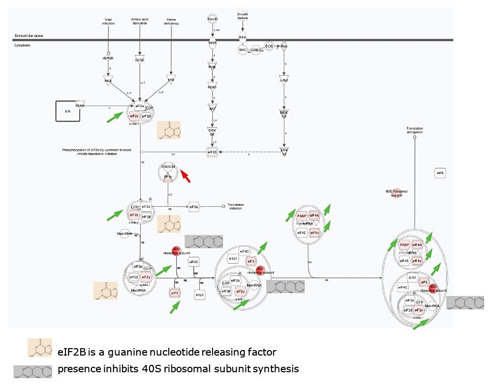 EIF2 signalling pathway.