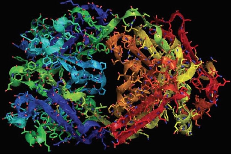 Molecular structure of trastuzumab.