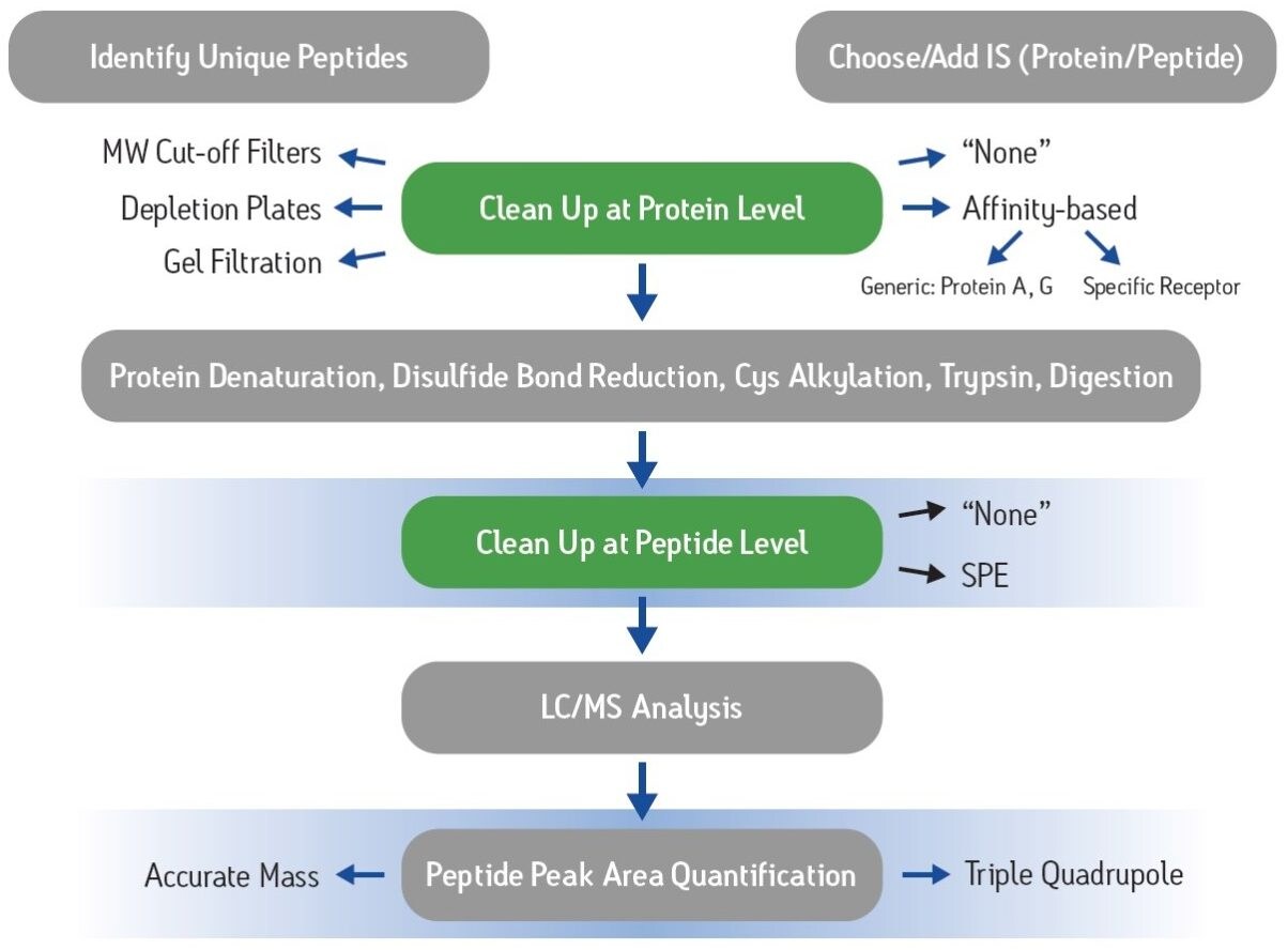 Common steps in the protein bioanalysis workflow.