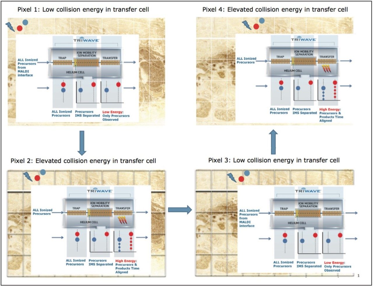  Schematic of a MALDI Imaging HDMSE experiment