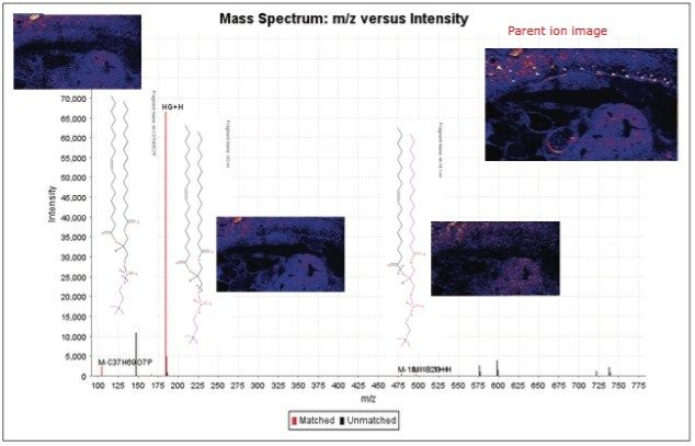 MS/MS spectrum generated from SimLipid 3 with lipid fragment structures and ion images displayed