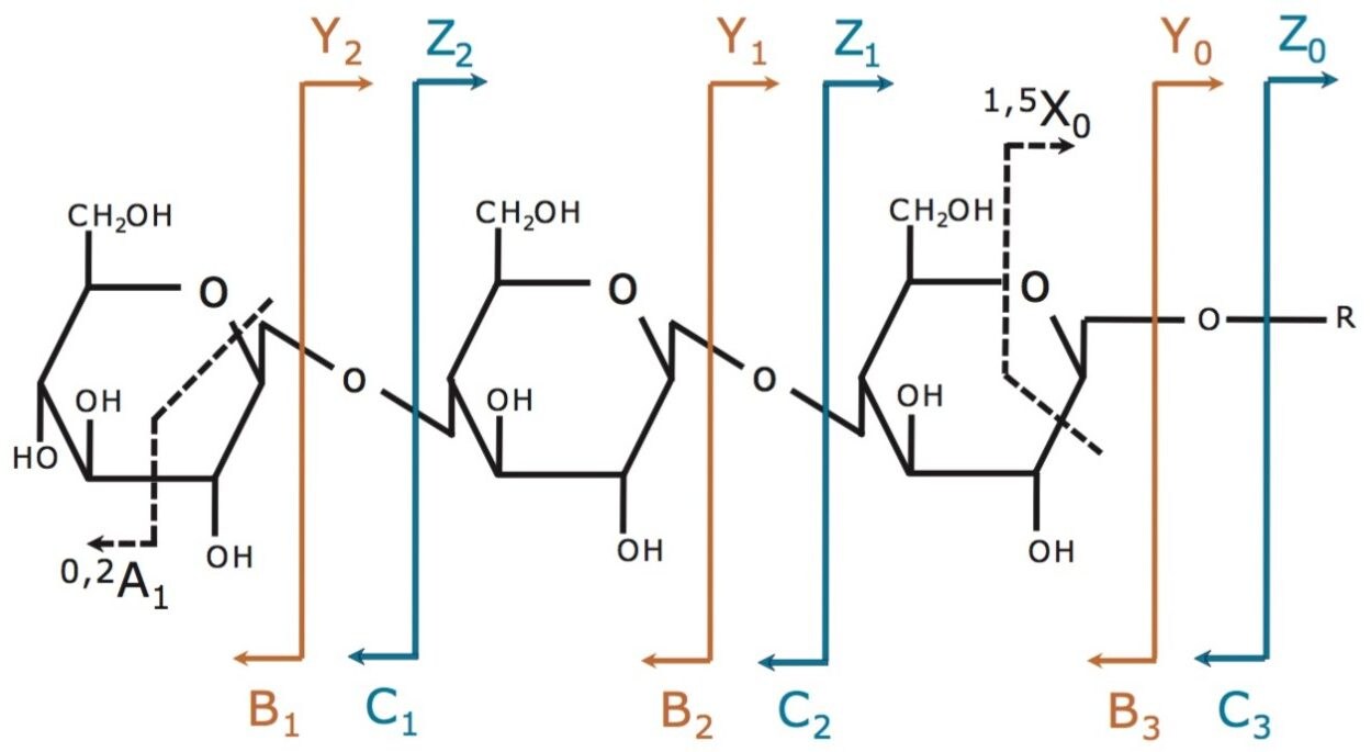 Fragmentation annotation of oligosaccharides.