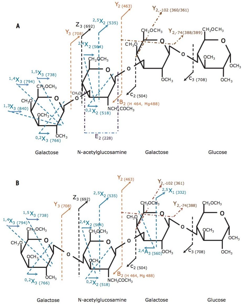 ETD product ions of [M+Mg]2+, m/z 463.7 from LNT (A) and LNnT (B).