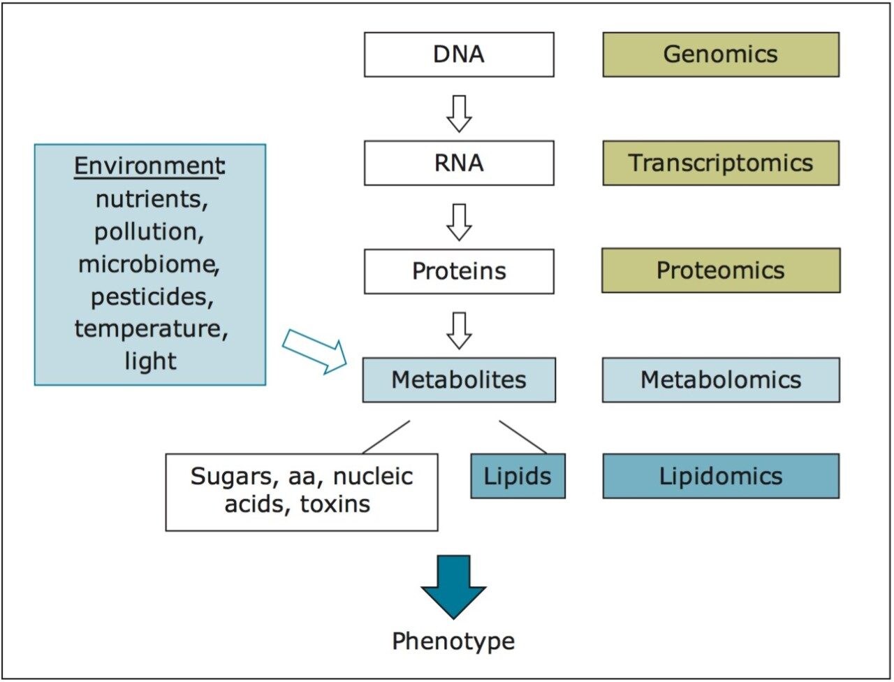 comprehensive metabolite profiles