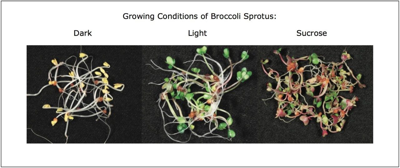 Broccoli sprout samples grown under different conditions