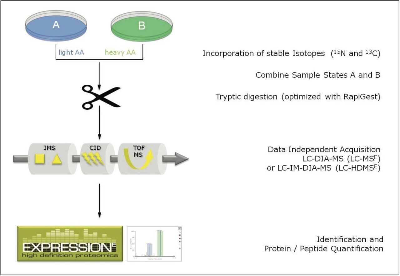 Analytical and informatics SILAC LC/IM-DIA-MS workflow.