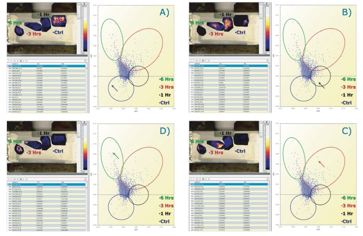 Querying of the PCA loadings distributions to display ion images of the analytes that differentiate the groups. Selection of tryptic peptides  A) (m/z_dt) 871.5_62 for the control condition; B) (m/z_dt) 1144.6_74 for the 1 hr condition; C) (m/z_dt) 1033.6_72 for the 3 hrs; and D) (m/z_dt) 1027.54_70 for the 6 hrs condition.