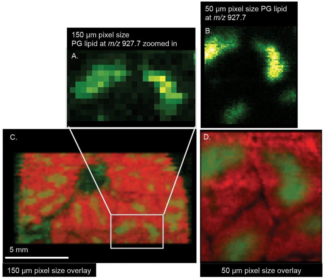  DESI imaging analyses of the porcine liver in positive ion mode A and B