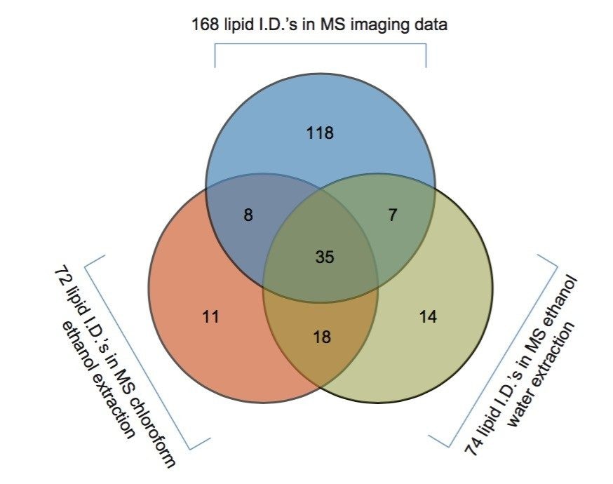 Graphical representation of the results of a database search on lipids .