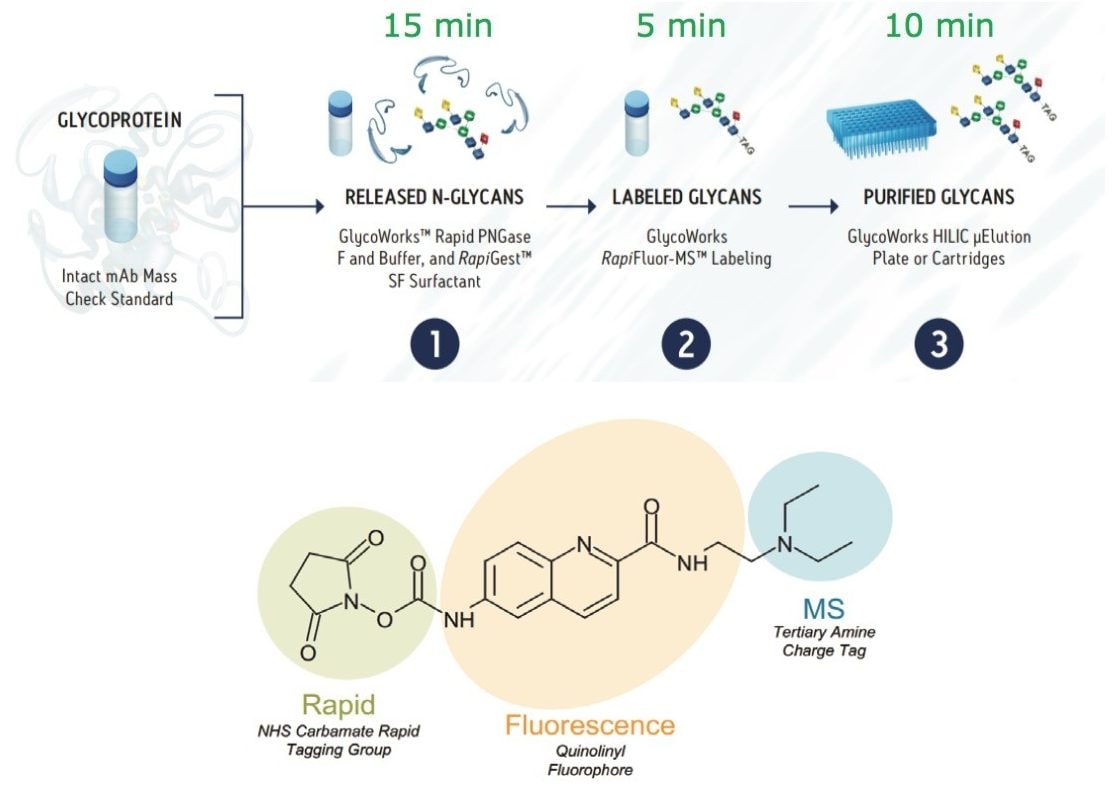 GlycoWorks RapiFluor-MS N-Glycan Kit sample preparation workflow and the chemical structure of the RapiFluor-MS Reagent.