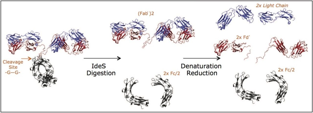 Mapping IgG Subunit Glycoforms Using HILIC and a Wide-Pore Amide ...