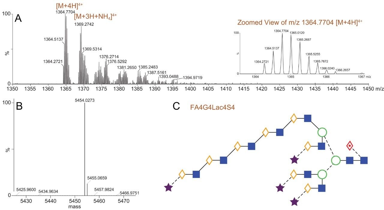 Mass spectrometric analysis of the RapiFluor-MS labeled FA4G4Lac4S4 glycan.