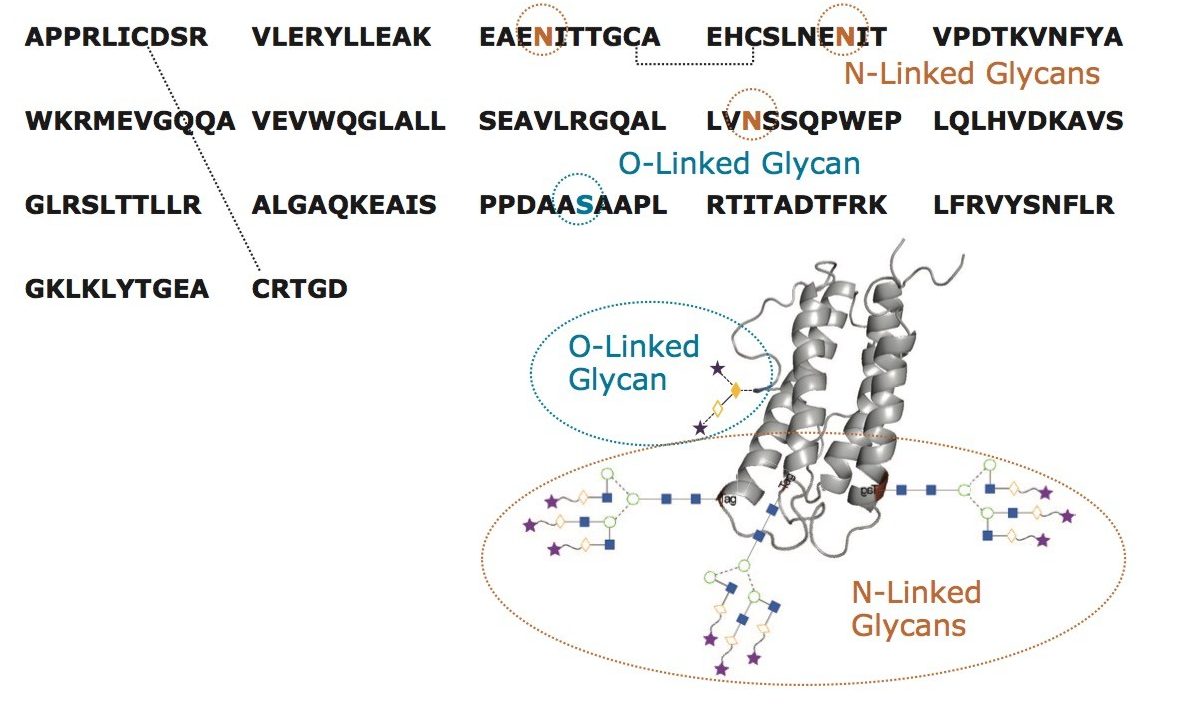 Sequence and structural information for recombinant, human epoetin alpha (rhEPO).
