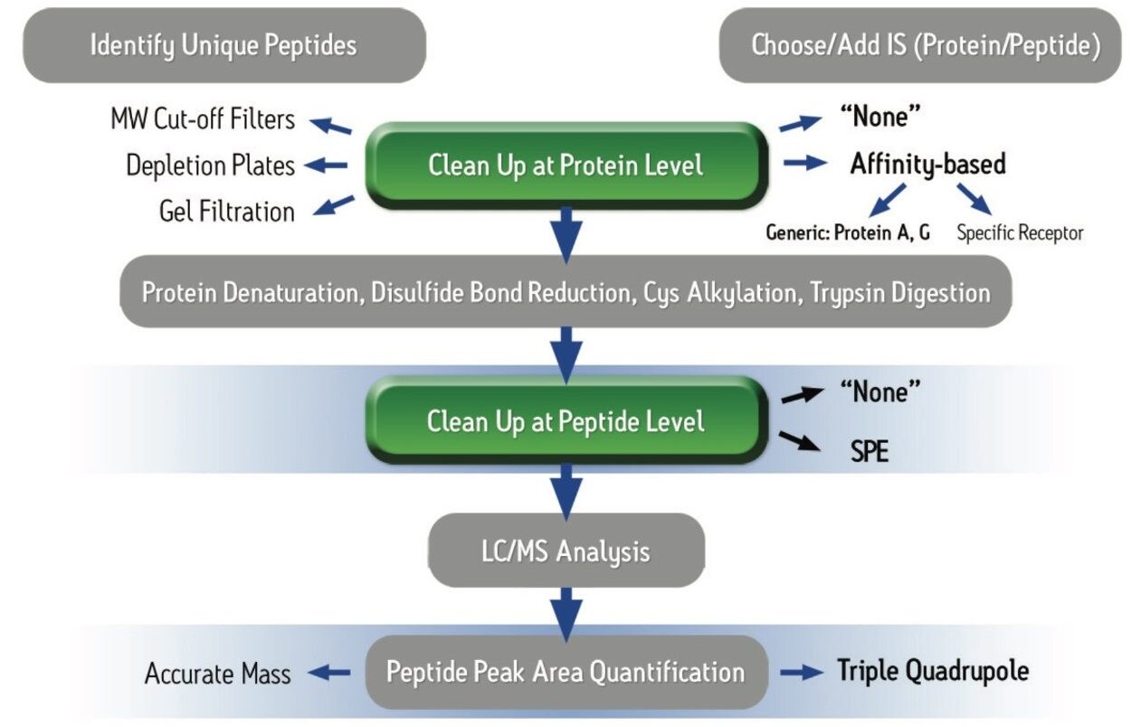 Typical protein bioanalysis workflow.