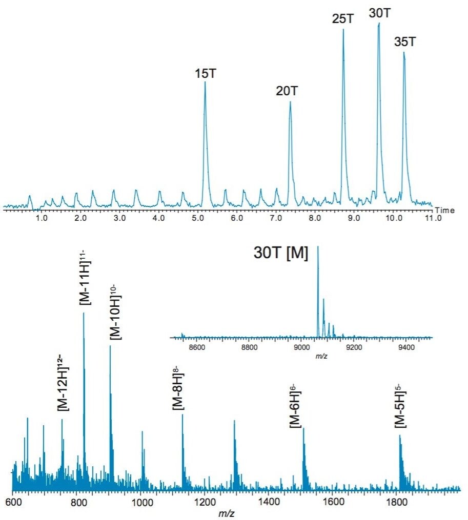 MassLynx chromatogram of oligonucleotide standards; mass spectrum of 30 T