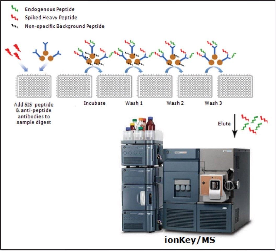  Analytical workflow employed combining SISCAPA enrichment and microflow LC-MS using the ionKey/MS System for the sensitive detection of Tg.